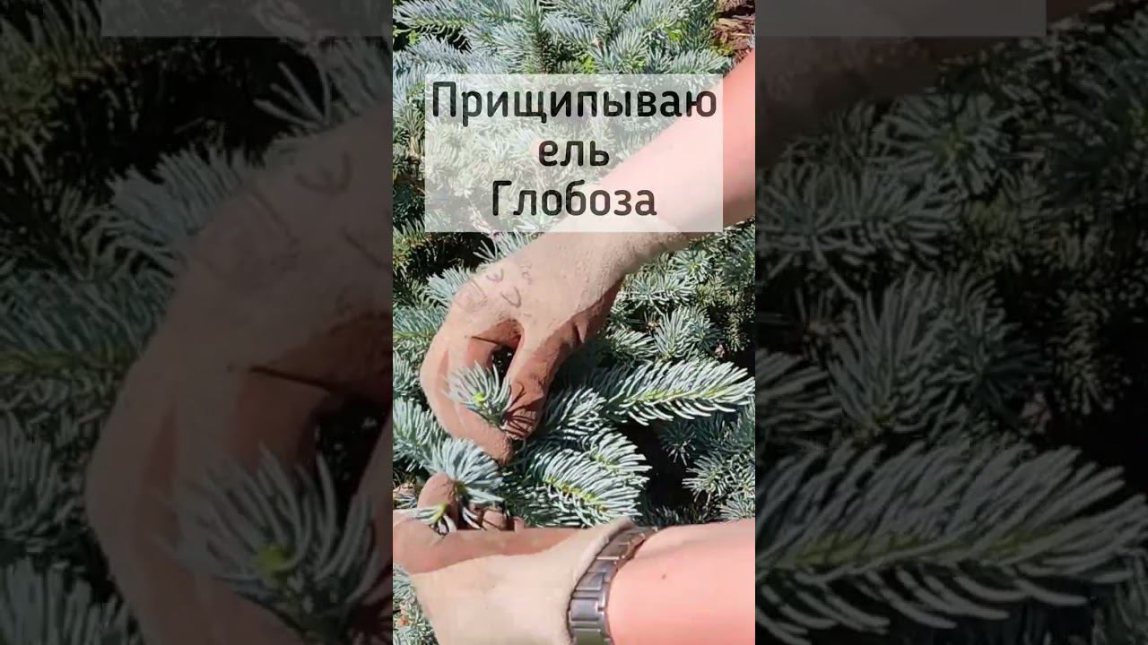 Формирую ель Глобоза Picea pungens Glauca Globosa Как прищипывать ель колючую. Хвойные