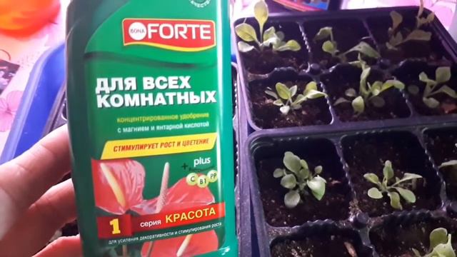 Чем подкормить рассаду астр для лучшего роста. Чем подкормить рассаду астр для лучшего роста