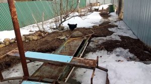 Показываю, как куры едят пенопласт...