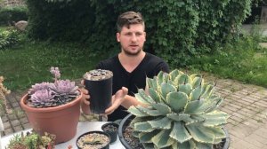 Зачем сажать суккуленты в большие горшки
