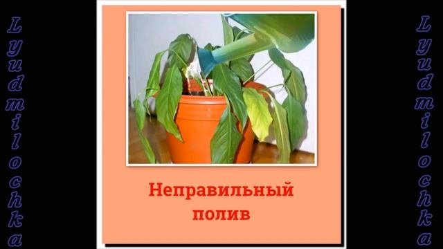 Спатифиллум (Женское счастье). Почему НЕ ЦВЕТЕТ?