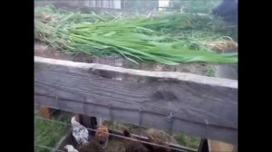 мой переносной летний курятник