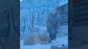 Разнообразное обогащение среды для белого медведя Алмаза в зоосаде "Приамурский"