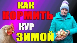 Как кормить кур зимой.