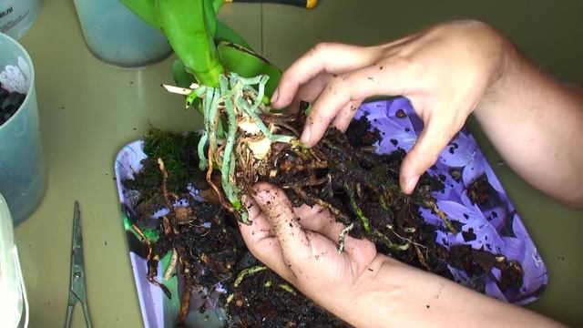 ОТЦВЕЛА ОРХИДЕЯ из 1 получаем 3 СУПЕР интересное РАЗДЕЛЕНИЕ ОРХИДЕИ и РАССАДКА детки с цветоноса смотреть онлайн