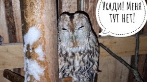 Серая неясыть Макита заселилась в вольер. Очень напуганная сова
