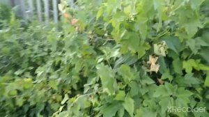 ДРОЗД - РЯБИННИК свил гнездо внутри куста смородины на дачном участке.