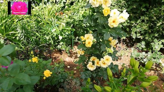 РОЗЫ от А до Я начинающим. Какая роза лучше? Флорибунда, Шраб, часть 5.