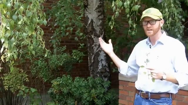 European birch (Betula pendula) - Plant Identification