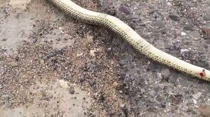 Ядовитые змеи Казахстана Мангистау!!! Ядовитый щитоморник!!! Встретиш не поздоровится!