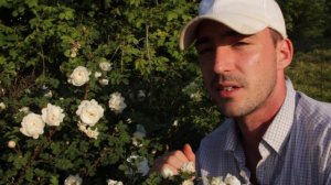 Rosa pimpinellifolia Latifolia - Bibernellrose Latifolia