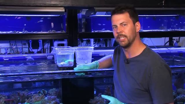 Buying and Caring for Anemones смотреть онлайн