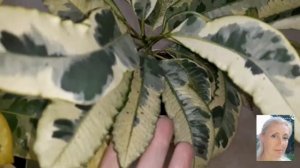 Сodiaeum Tamara and Eburneum/ Кодиеумы Тамара и Эбурнеум роскошные, язящные ?