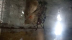 Паук.(Steatoda-grossa):Против моли.