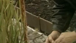 Выкопка гладиолусов