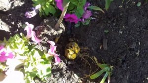 КАК БЫСТРО РАЗМНОЖИТЬ ЛИЛИЮ.РАССАЖИВАЕМ ПРАВИЛЬНО.