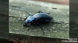 Насекомые Евразии#5