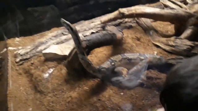 ЗООПАРК В ТУРЦИИ БОГИ ХАЙВОНОТ ДАР ТУРКИЯ смотреть онлайн