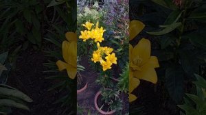 ? Махровая азиатская лилия Фата Моргана. Lilium Fata Morgana 2022 ?