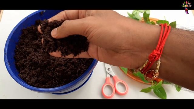 అక్షింత పూల మొక్క పెంచుకోవడం ఎలా | Lantana Camara flower plant propagation in Telugu | IDoGardenin смотреть онлайн