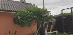 ОБРЕЗАЛА СИРЕНЬ ПОСЛЕ ЦВЕТЕНИЯ