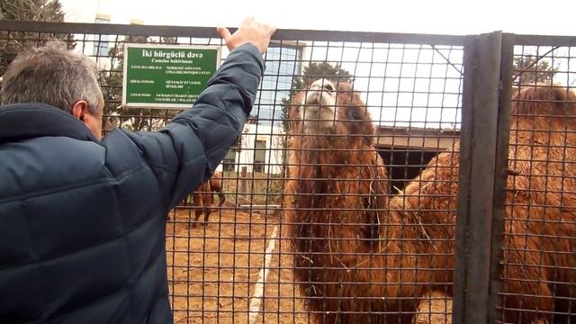 Зоопарк в Баку 2 января 2015 год смотреть онлайн