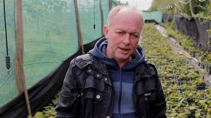 Преимущества осенней посадки киви