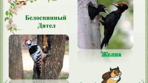 Красивые,необычные и очень редкие пернатые нашего города