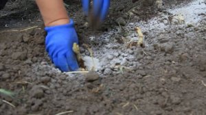 Сажаем лилии в середине июня!Лилии с распродажи.