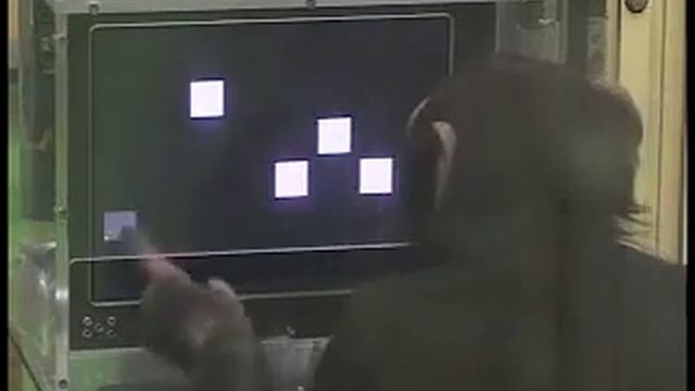 СМОТРЕТЬ 10 ЧАСОВ, ОБЕЗЬЯНА УМНЕЕ ЧЕЛОВЕКА смотреть онлайн