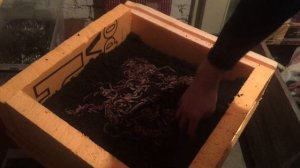 Заселение червя в ящик.