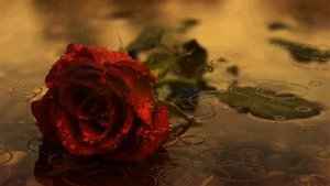 Stephanie la princesse du Monaco-Fleur du mal (Стефания принцесса Монако-Цветы зла) слайд