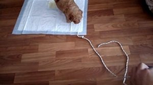 Маркер ДА, условное подкрепление, как сильно можно играть с щенком в перетяжку.