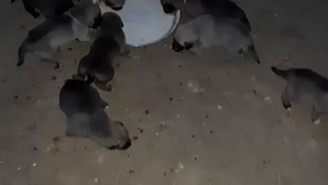 Щенкам 21 день и их первая манная каша? все хорошо кушают смотреть онлайн