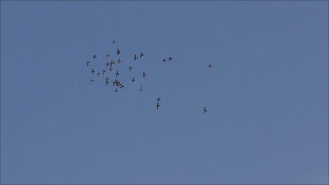 СОВМЕСТНЫЙ ВЫПУСК ДЕРИШЕЙ И МЕТИСОВ 16. 11. 21г. КУПИЛ ВАКЦИНУ И ПОДКОРМКУ смотреть онлайн