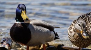 Занятие 7.  Почему утки улетели. mp4