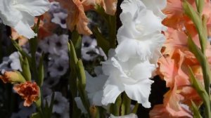 Цветочные миксы с гладиолусами, сальвией, бакопой и эустомой.