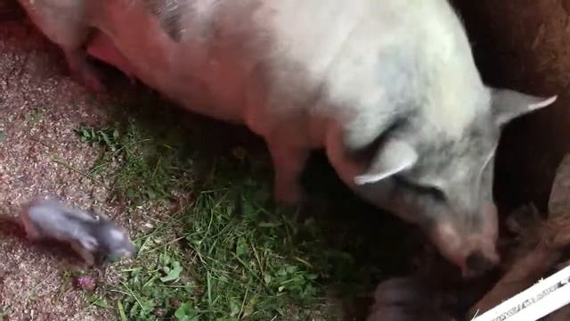 Сколько весит новорожденный поросенок // Какой вес у вьетнамских поросят смотреть онлайн