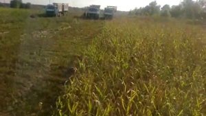 Заготовка кукурузы на силос комбайн ягуар 840 .сумская область.