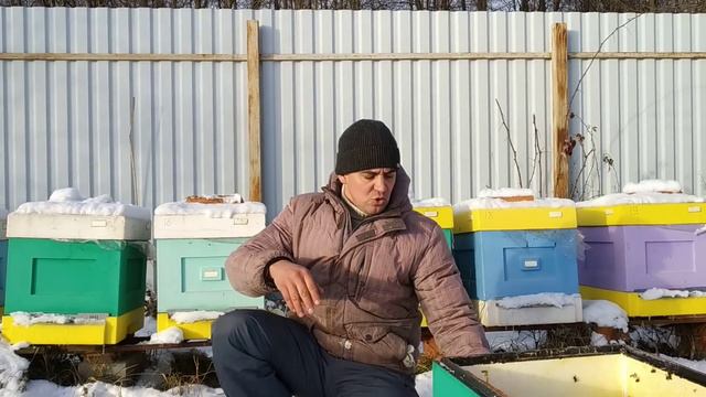 Слёт и гибель пчел 2018 г., часть 4 Владимир.обл.Александр.район