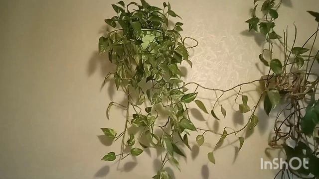 Влог: в гостях у подруги, обзор комнатных растений. #обзоррастений  #цветы #растения #влог