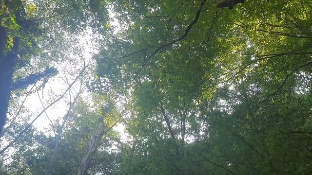 Воспоминания об отпуске. Топловский монастырь и его купели в лесу. Крым 2023 смотреть онлайн