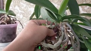 Детки орхидеи. Как и где появляются детки орхидеи