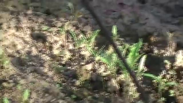 Как взошли томаты посаженные под зиму. Первые всходы. Сад и огород выпуск 220 смотреть онлайн