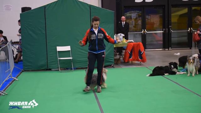 ЗООШОУ 2019 смотреть онлайн