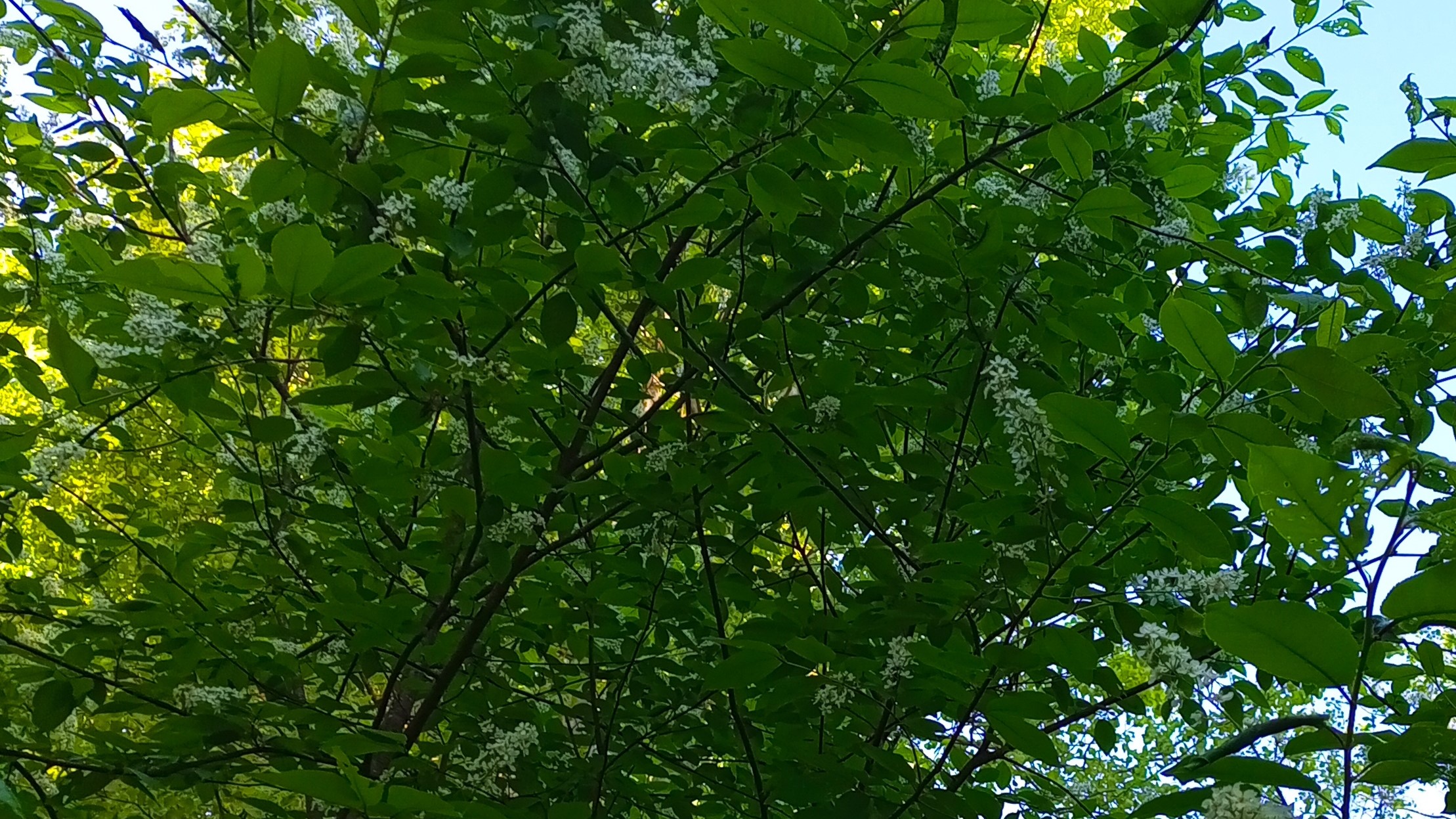 Пение ночных птиц в мае. смотреть онлайн