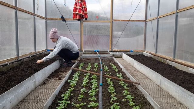 Готовим теплицу к сезону. Ставим капельный полив. смотреть онлайн