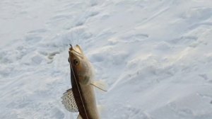 Зимняя рыбалка на Урале. Исетское озеро. Лещ, Судак, Щука.