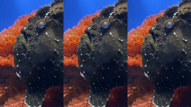 Влог: #3. 24 ЧАСА в ОГРОМНОМ ДЕЛЬФИНАРИИ Челлендж смотреть онлайн