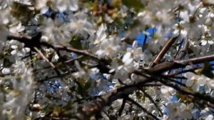 Мамина вишня в саду